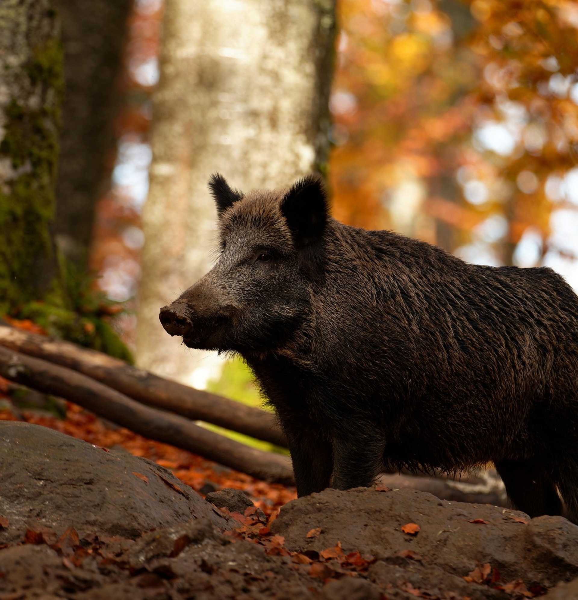 Parkhotel Emstaler Höhe Events