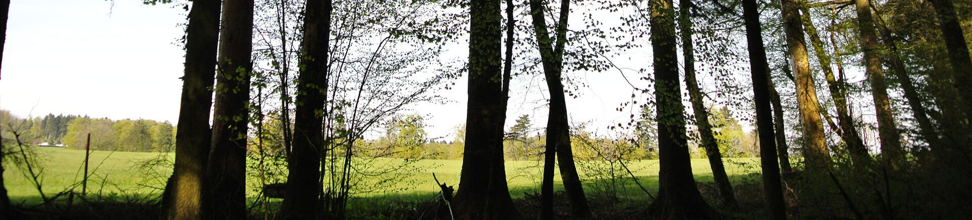 Blick aus dem Wald auf grüne Wiesen