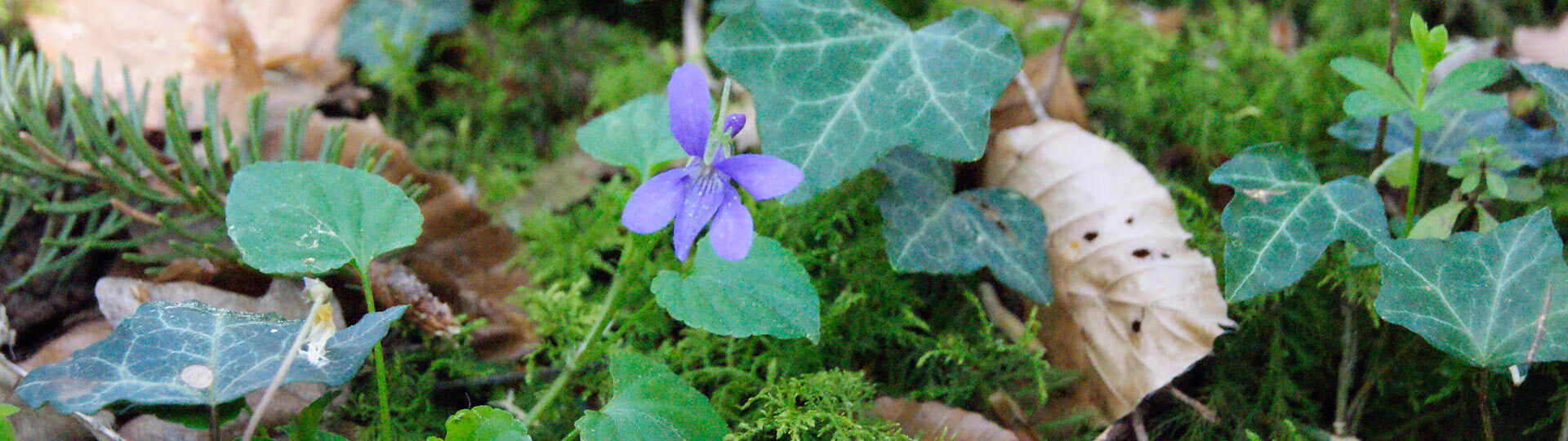 Blühendes Veilchen im Wald