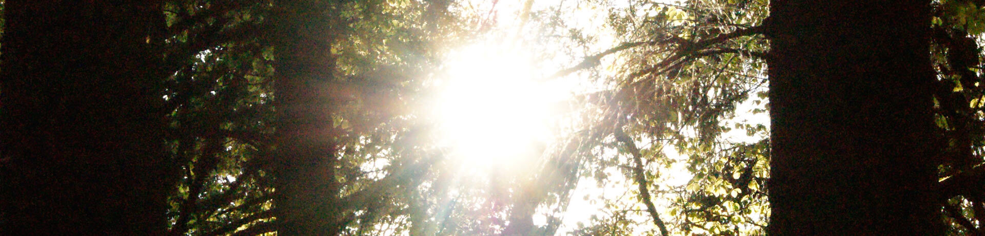 Die Sonne scheint durch die Bäume