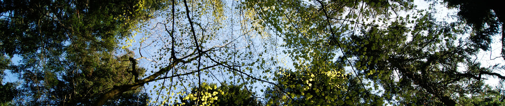 Baumkronen vor einem blauen Himmel