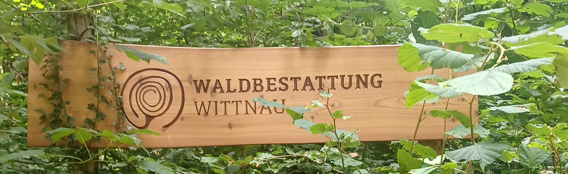 Wald in diffusem Sonnelicht