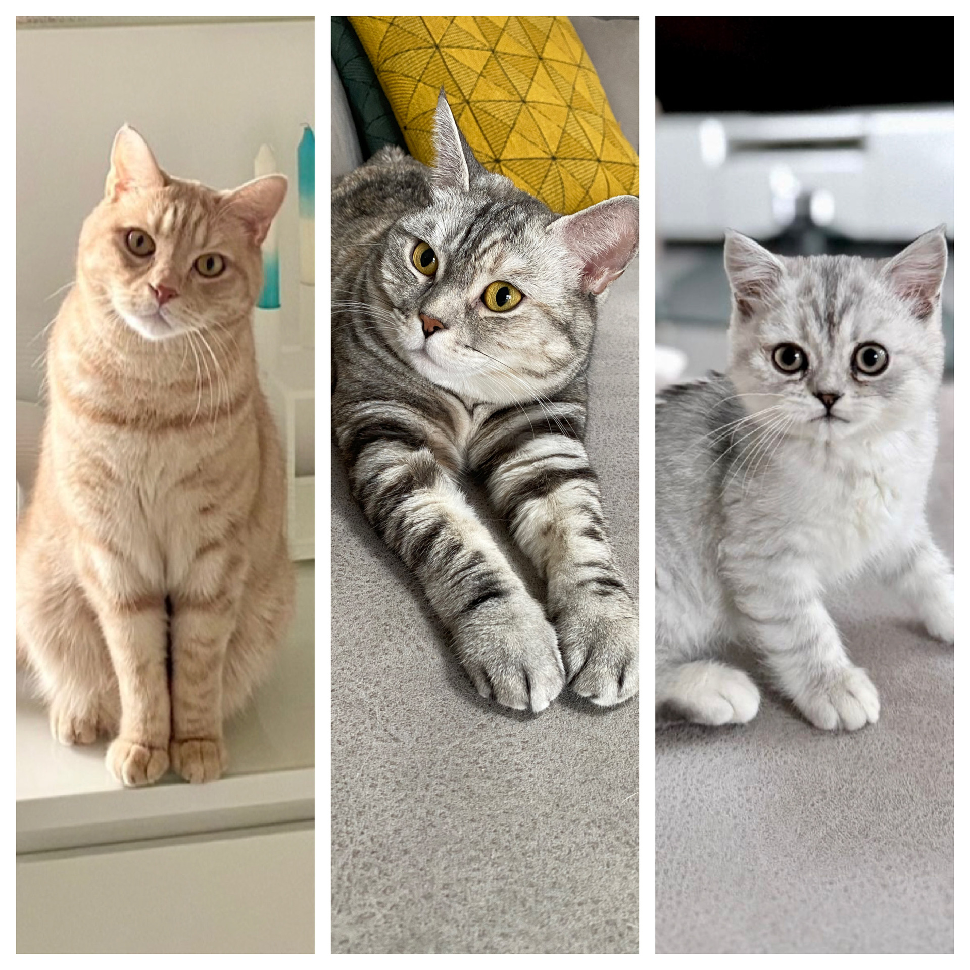 Tanja mit Gizmo, Leonie und Milo