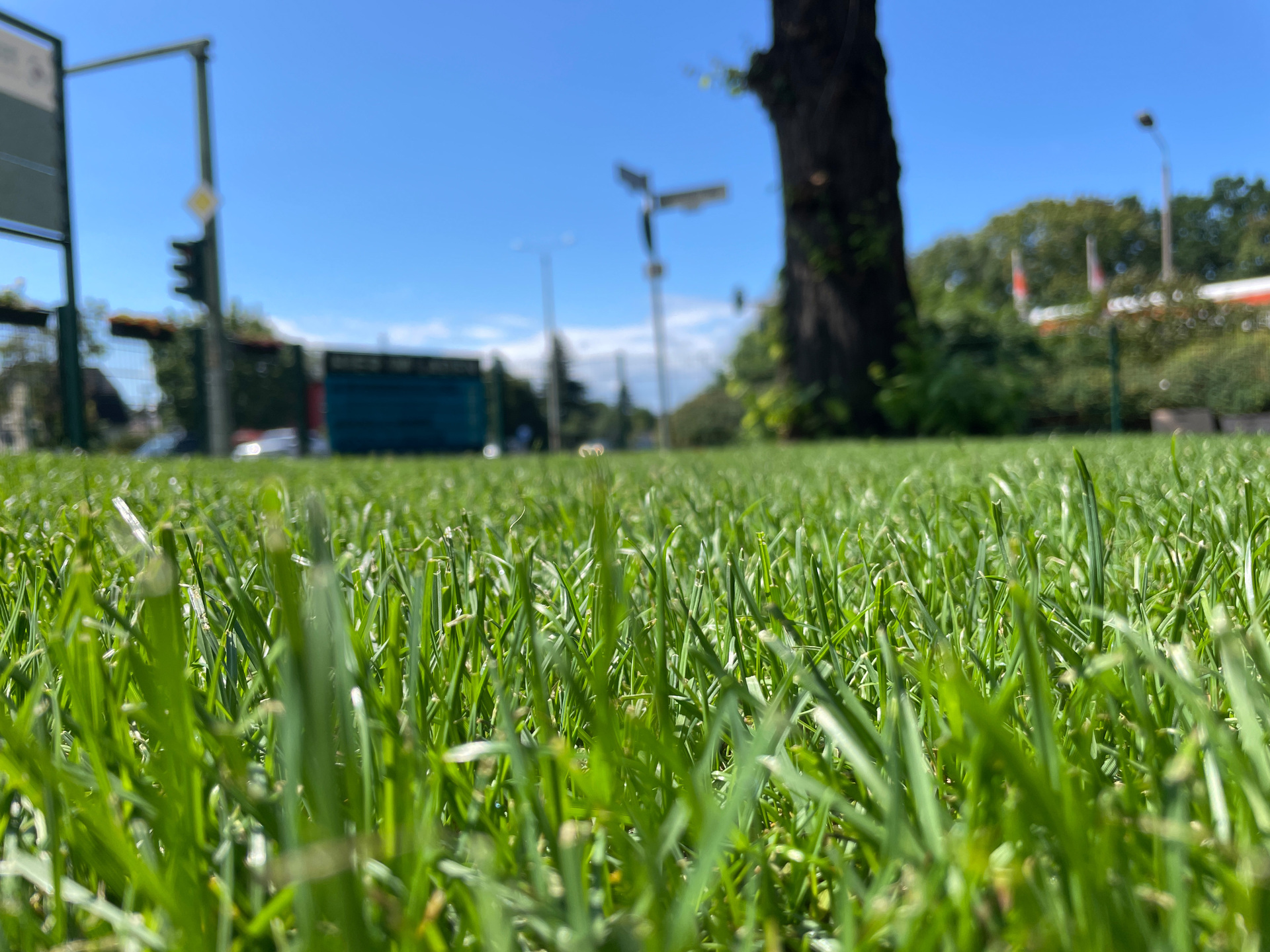 Frischer, dicht wachsender Rasen in sattem Grün, aus der Nähe vom Boden aufgenommen.