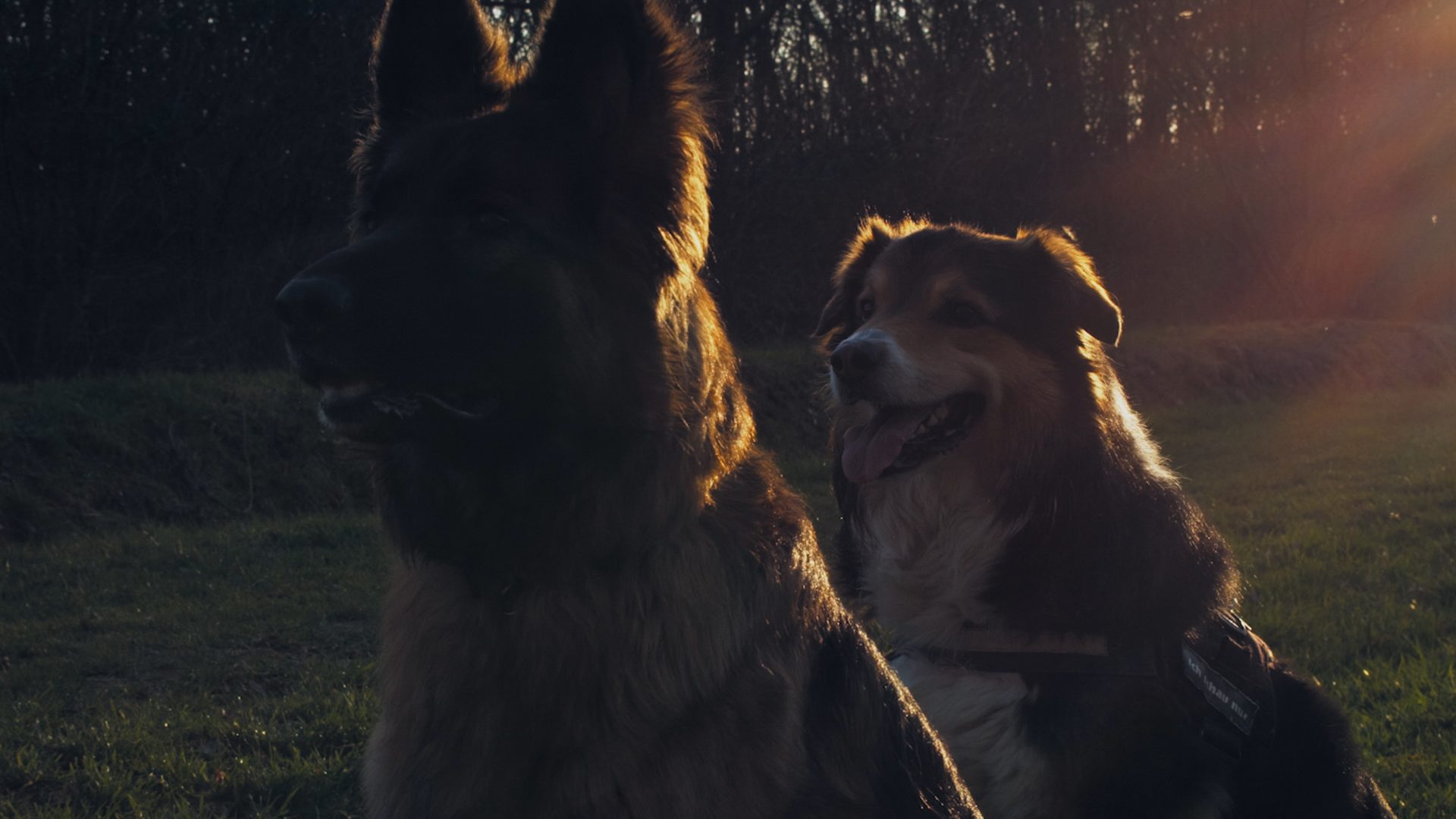 Eine Slowmotion von spielenden Hunden Ursa Mini 4K
