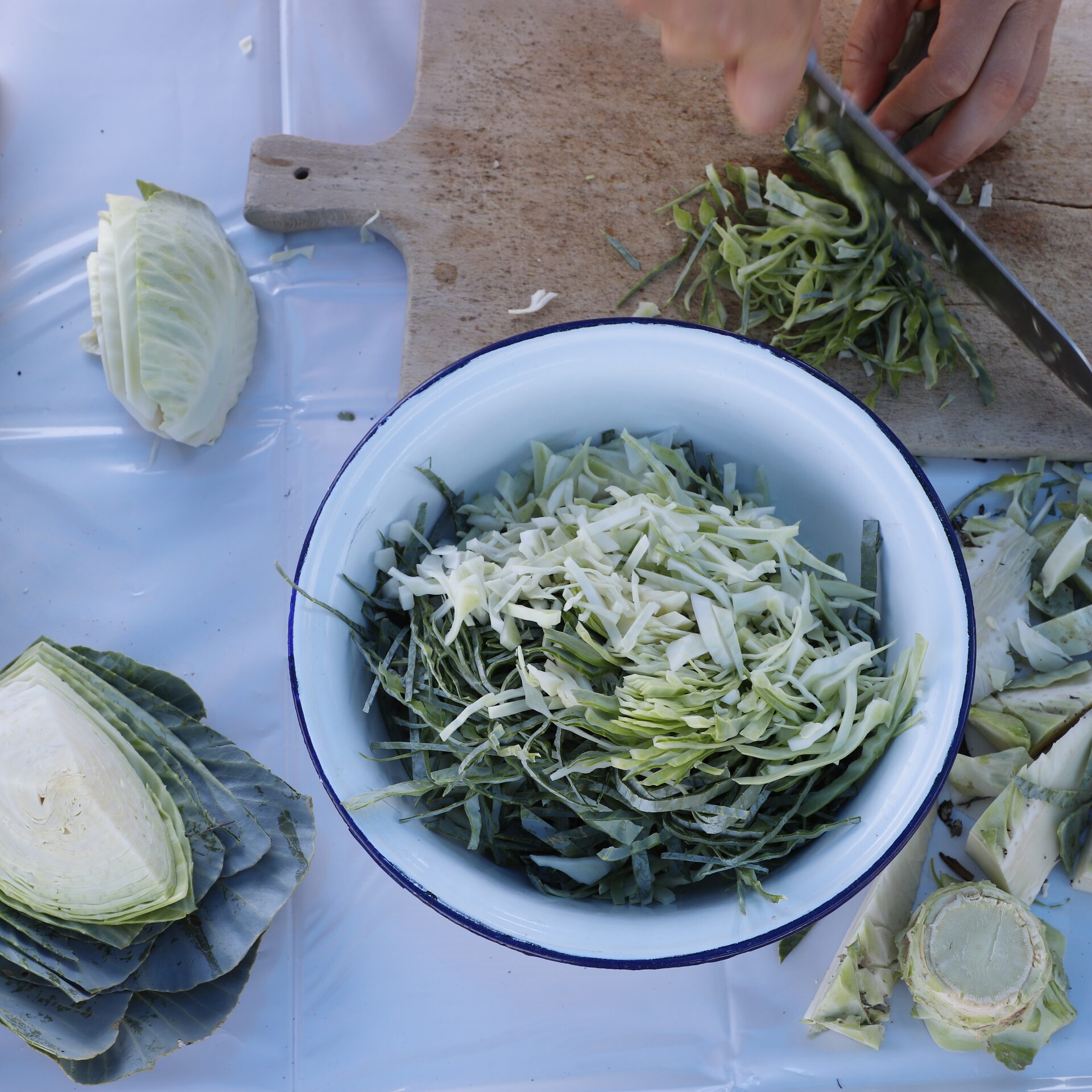 Weißkohl geschnitten