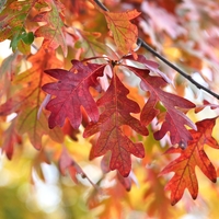 Herbst