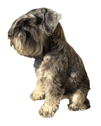 Bild von der pfeffer-salz Schnauzer Hündin Kinga als