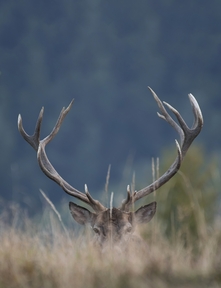 Wilder Kaiser Berlin – Alpine Küche & österreichische Spezialitäten