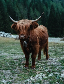 Wilder Kaiser Berlin – Alpine Küche & österreichische Spezialitäten