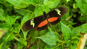 Schmetterling
