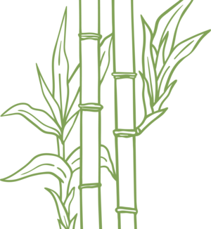bamboo illustration