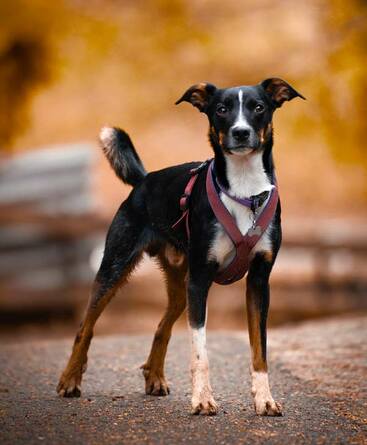 Sennenhundmischling stehend