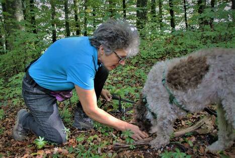 Ein Lagotto hat gerade einen Trüffel gefunden und seine Besitzerin holt ihn raus.