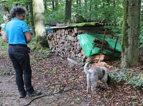 Lagotto mit Besitzerin auf der Trüffelsuche