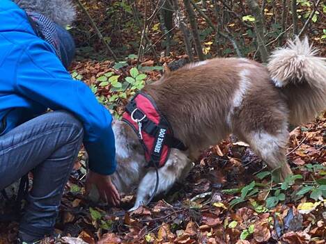 Ein Hund hat gerade einen Trüffel gefunden