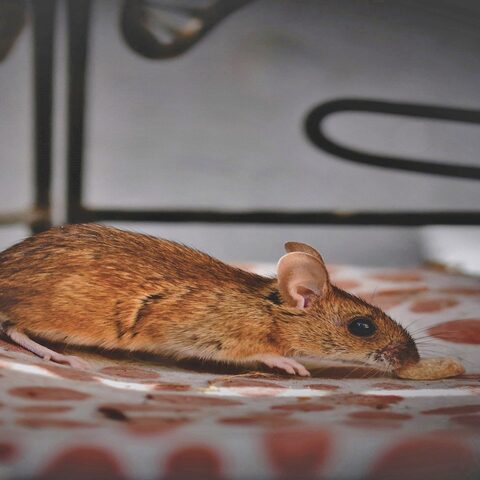 House mouse