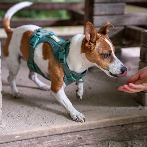 Kleiner Hund im Geschirr schnuppert an einer Hand, im Hintergrund Holzspielgerät