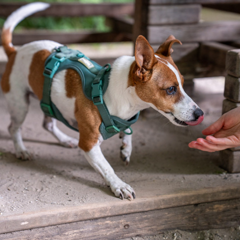 Kleiner Hund im Geschirr schnuppert an einer Hand, im Hintergrund Holzspielgerät