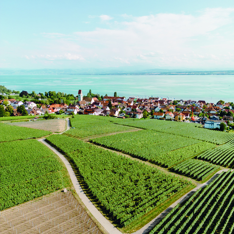 Weinberg, Hagnau am Bodensee © Patrick Dunst