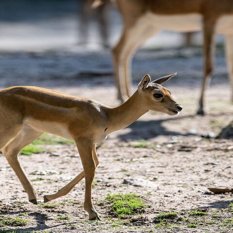 Die beiden Hirschziegenantilopen sind am 9. und am 18. August zur Welt gekommen. Hirschziegenantilopen sind deutlich kleiner als Nilgauantilopen und können über lange Distanzen schnell laufen. Bildnachweis: Tiergarten Nürnberg / Thomas Hahn