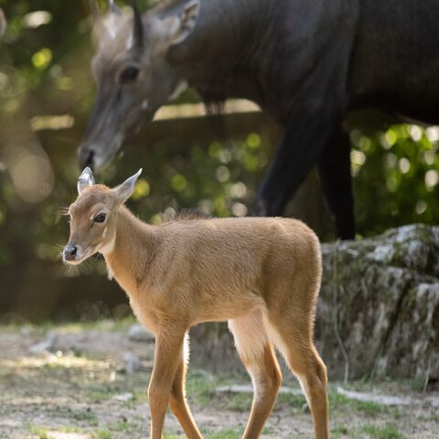 Nilgauantilopen werden im Englischen auch als Bluebuck bezeichnet, da das graue Fell der adulten Männchen manchmal leicht bläulich wirkt, wie hier im Hintergrund gut zu erkennen ist. Bildnachweis: Tiergarten Nürnberg / Thomas Hahn