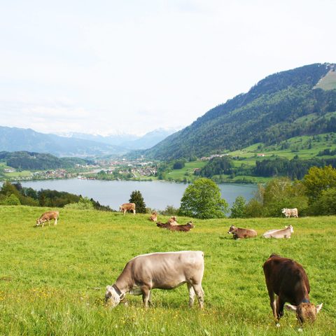  Kuhweide-Immenstadt-Alpsee Quelle: Stadtverwaltung Immenstadt © Alpsee Immenstadt Tourismus GmbH