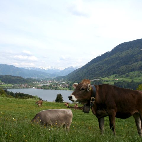Großer Alpsee Bildnachweis: Stadt Immenstadt / Alpsee Immenstadt Tourismus GmbH