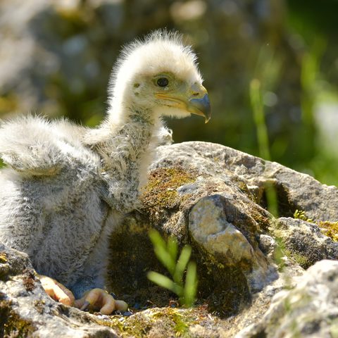 Auch zwei junge Weißkopfseeadler haben im Wildparadies das Licht der Welt erblickt.
Quelle: Erlebnispark Tripsdrill GmbH & Co. KG