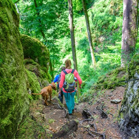 Anspruchsvolle Wandertour auf dem Jägersteig bei Dollnstein Quelle: Informationszentrum NATURPARK ALTMÜHLTAL (BgA)