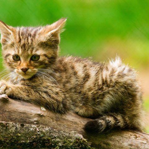 Mit etwas Glück bekommt man den scheuen Nachwuchs der Wildkatzen zu Gesicht.
Quelle: Erlebnispark Tripsdrill GmbH & Co. KG