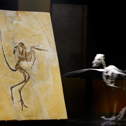 Urvogel und Modell Quelle: Touristinformation Museum Solnhofen