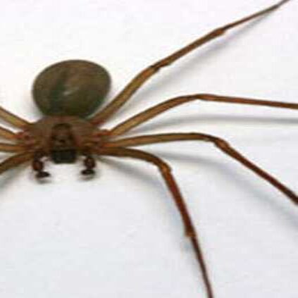 Brown recluse spider