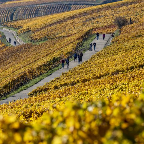 Wandern in den Weinbergen bei Escherndorf © Fränkisches Weinland Tourismus GmbH/Holger Leue