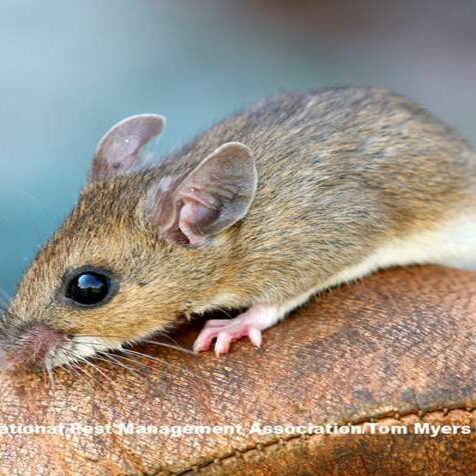 Deer mouse