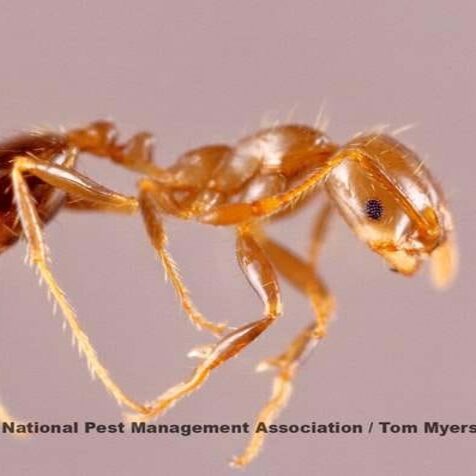 Red imported fire ant