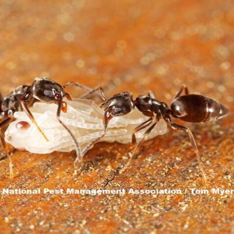 Odorous house ant