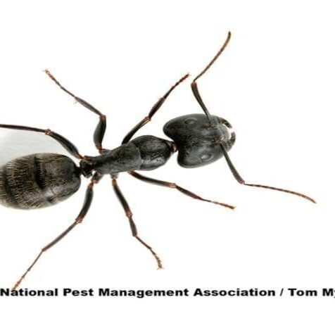 Carpenter ant