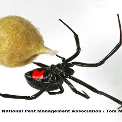 Black widow spider