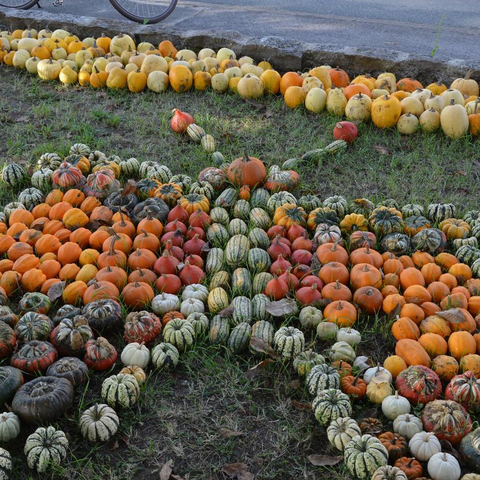 Kürbisfest © Mike Krappes / Gemeinde Altendorf