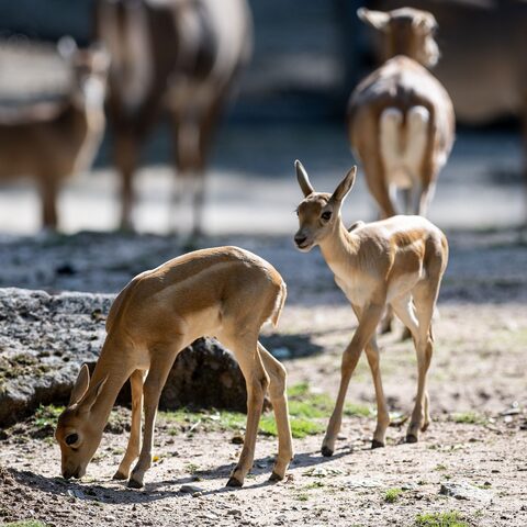 Die beiden Hirschziegenantilopen sind am 9. und am 18. August zur Welt gekommen. Hirschziegenantilopen sind deutlich kleiner als Nilgauantilopen und können über lange Distanzen schnell laufen. Bildnachweis: Tiergarten Nürnberg / Thomas Hahn