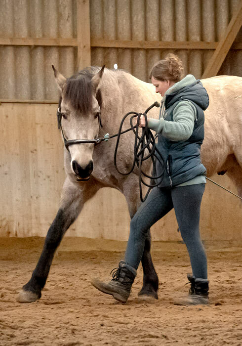 Falbes Pferd wird von Steffi Hostettler in der Halle vom Boden aus trainiert