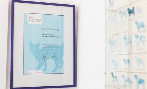 Auszeichnung katzenfreundliche Praxis