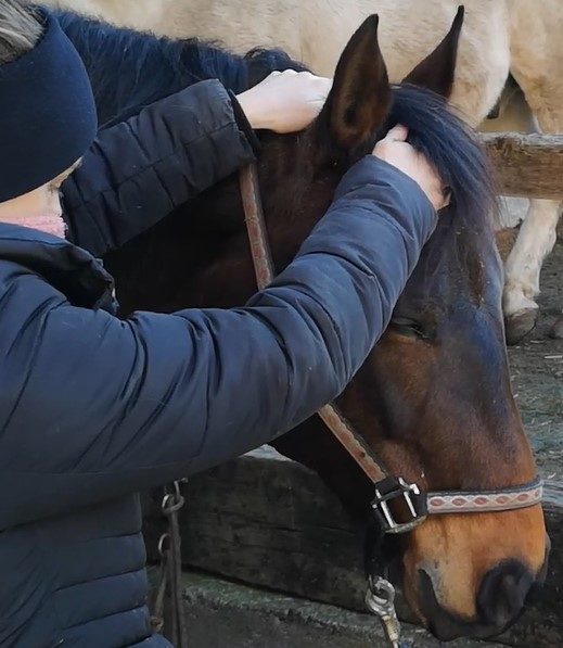 Isabelle Steiner berührt Pferd am Kopf