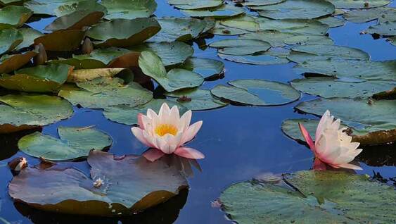 Zartrosa Seerosen und viele Seerosenblätter