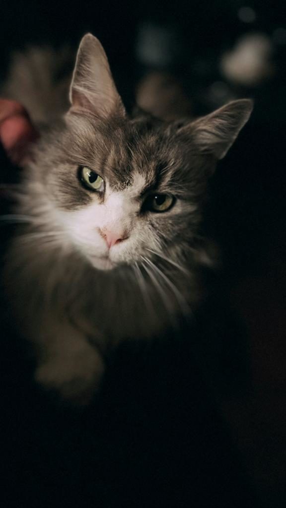 Katze mit hellem Gesicht blickt in Kamera