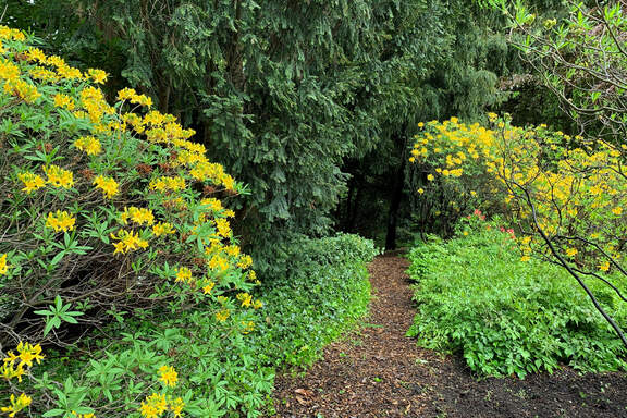 Wikinger im Rhodo-Rausch