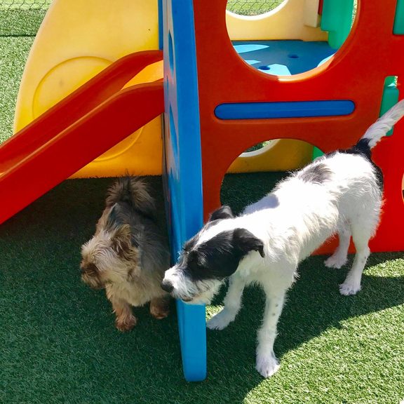 Doggie Daycare Pet's Best Friend