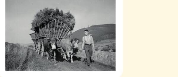 Historisches Foto: Heuwagen mit Ochsengespann vor einem Berg