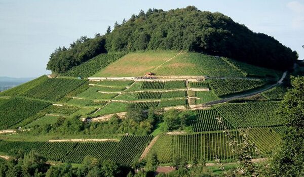 Bio-& Wellnesshotel Alpenblick | Lieferanten Bio Weingut Zähringer